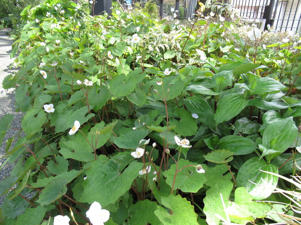 0410庭園の花 (7).JPG