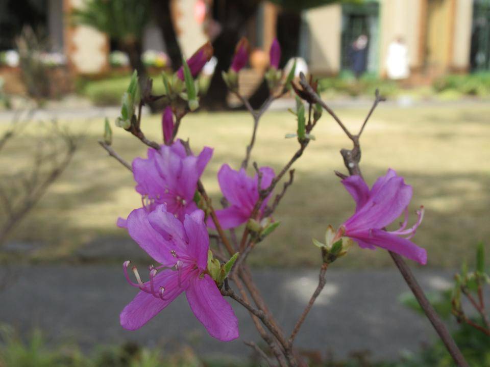 0404 ヤマツツジ.JPG