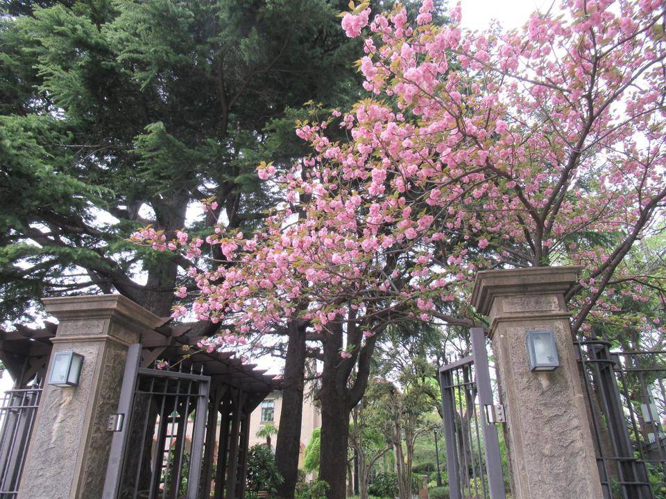0414ヤエザクラ満開 (1).JPG