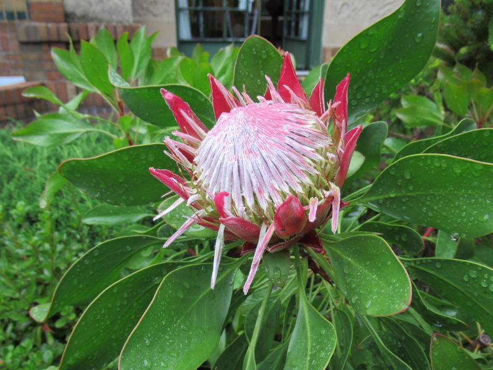 0717キングプロテア (1).JPG