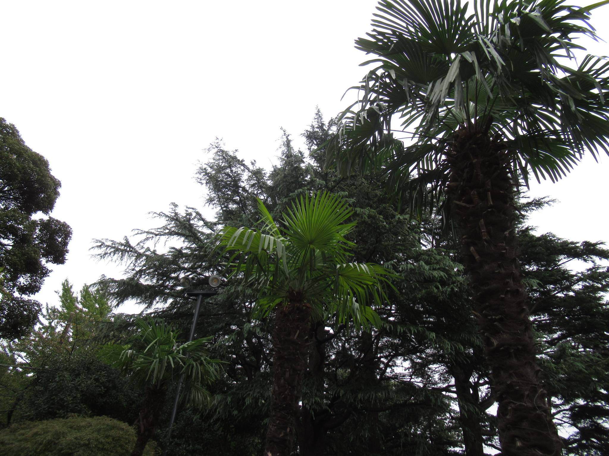 1023シュロの実剪定 (2).JPG