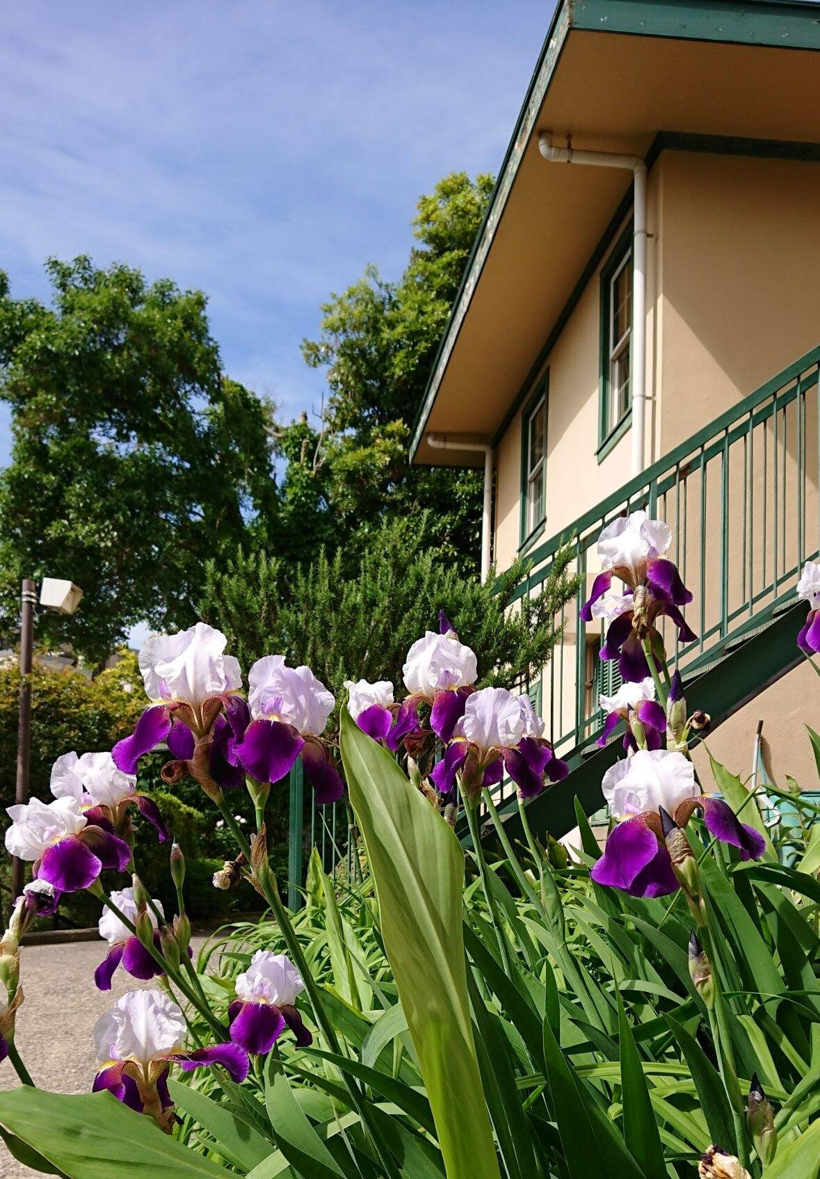 0515 ジャーマンアイリス(縮小).jpg