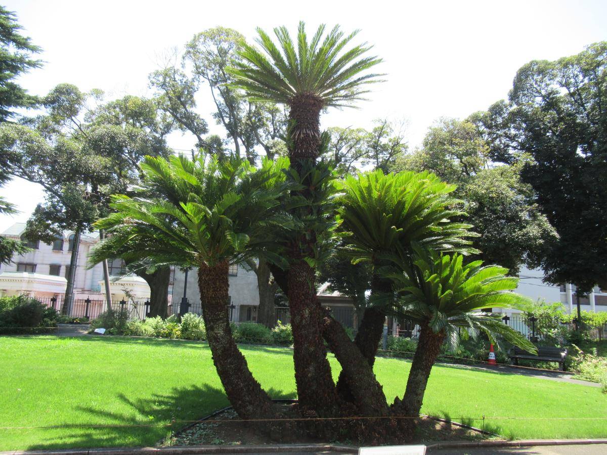 0801ソテツと雄花 (2).JPG