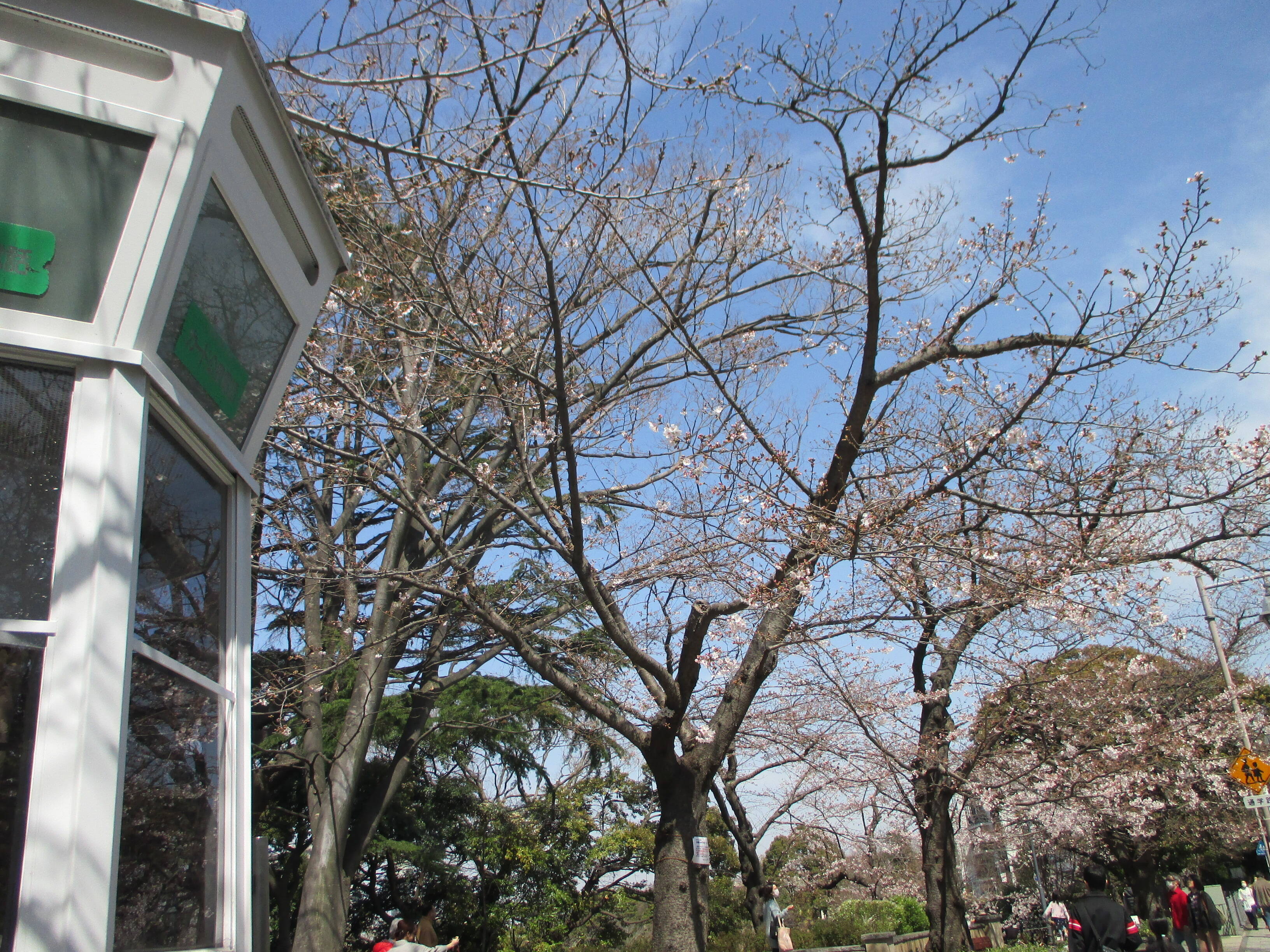0321山手234番館前の桜 (2).JPG