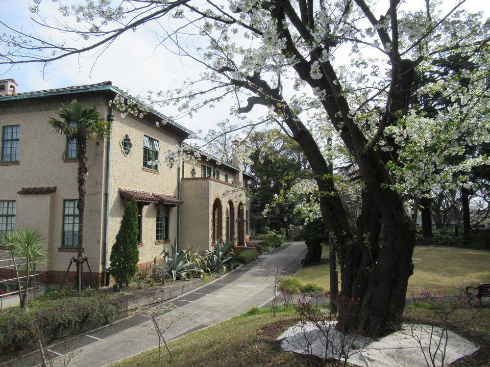 0331 オオシマザクラ 正門側から.JPG