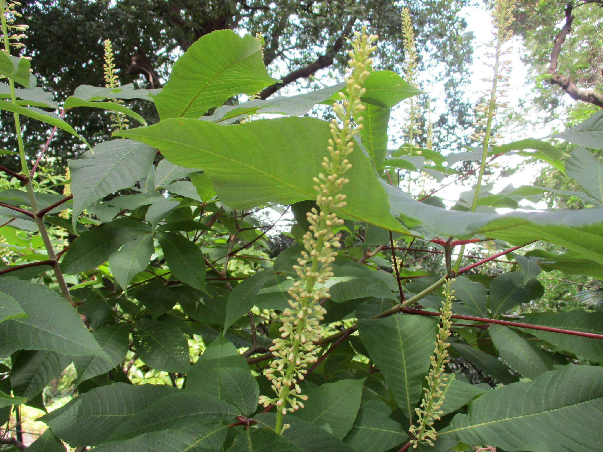 エリスマン邸0531マロニエパルビフローラ (1).JPG