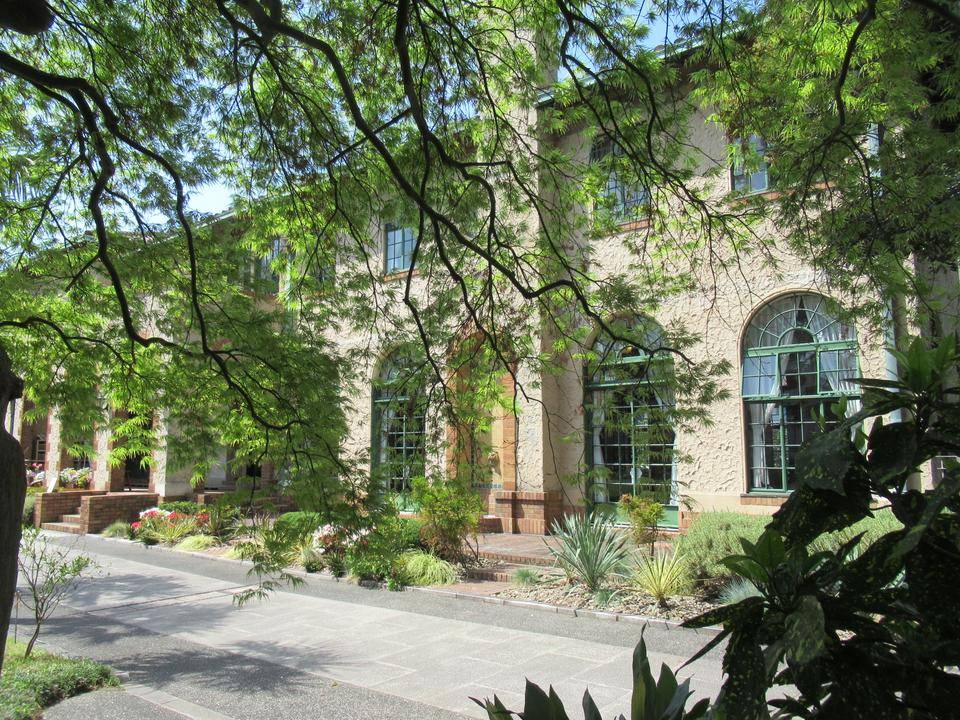 0411 アオシダレモミジ.JPG