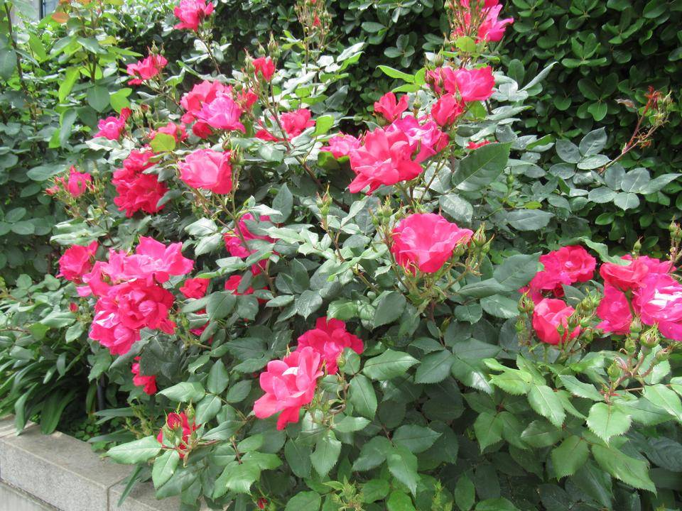 0506 ノックアウト.JPG