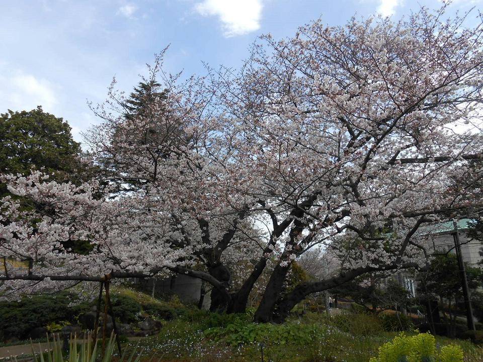 ②山手111番館ダイニングルームから見た桜4.jpg