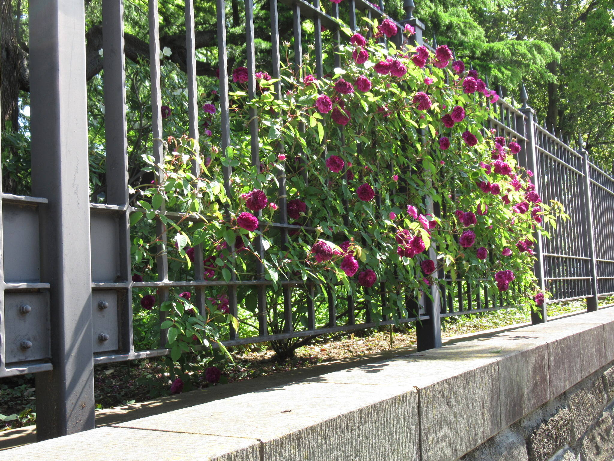 0508 ツルバラ (2).JPG