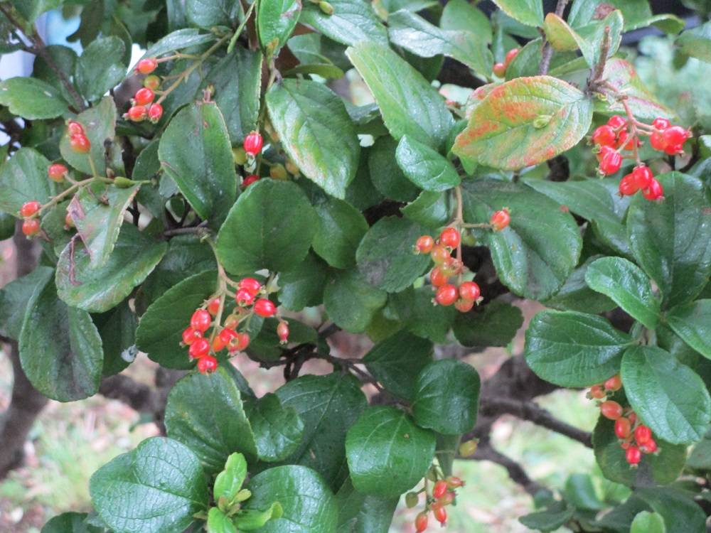 0418ブラフ18番館　ゴモジュ (1).jpg