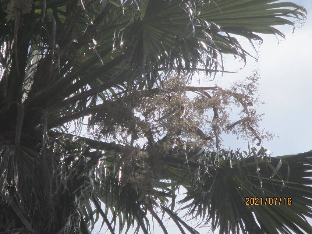 R3-7-16ワシントンヤシの花イギリス館 (2).jpg