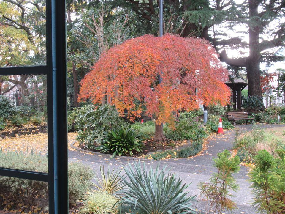 1209紅葉 (3).JPG