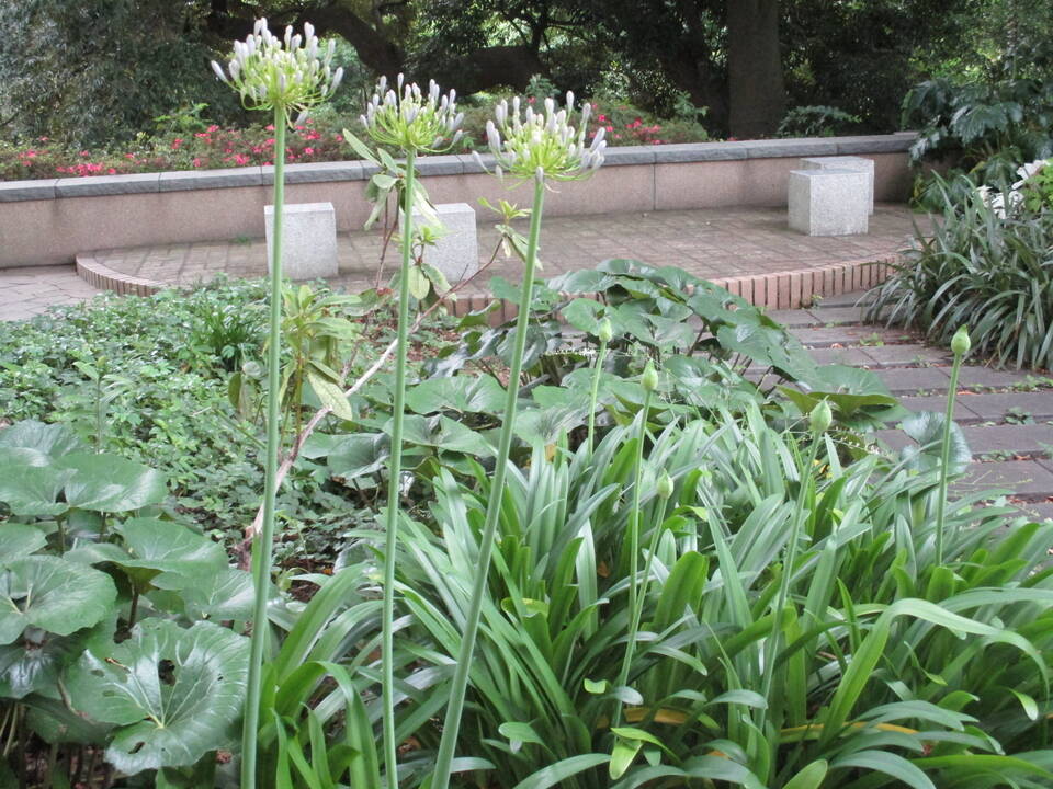 0612アガパンサス (2).JPG