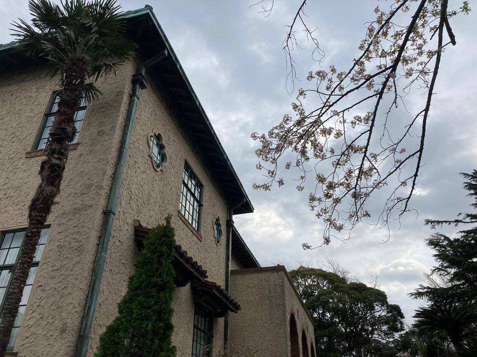 0328【ベーリック】 オオシマザクラ.jpg