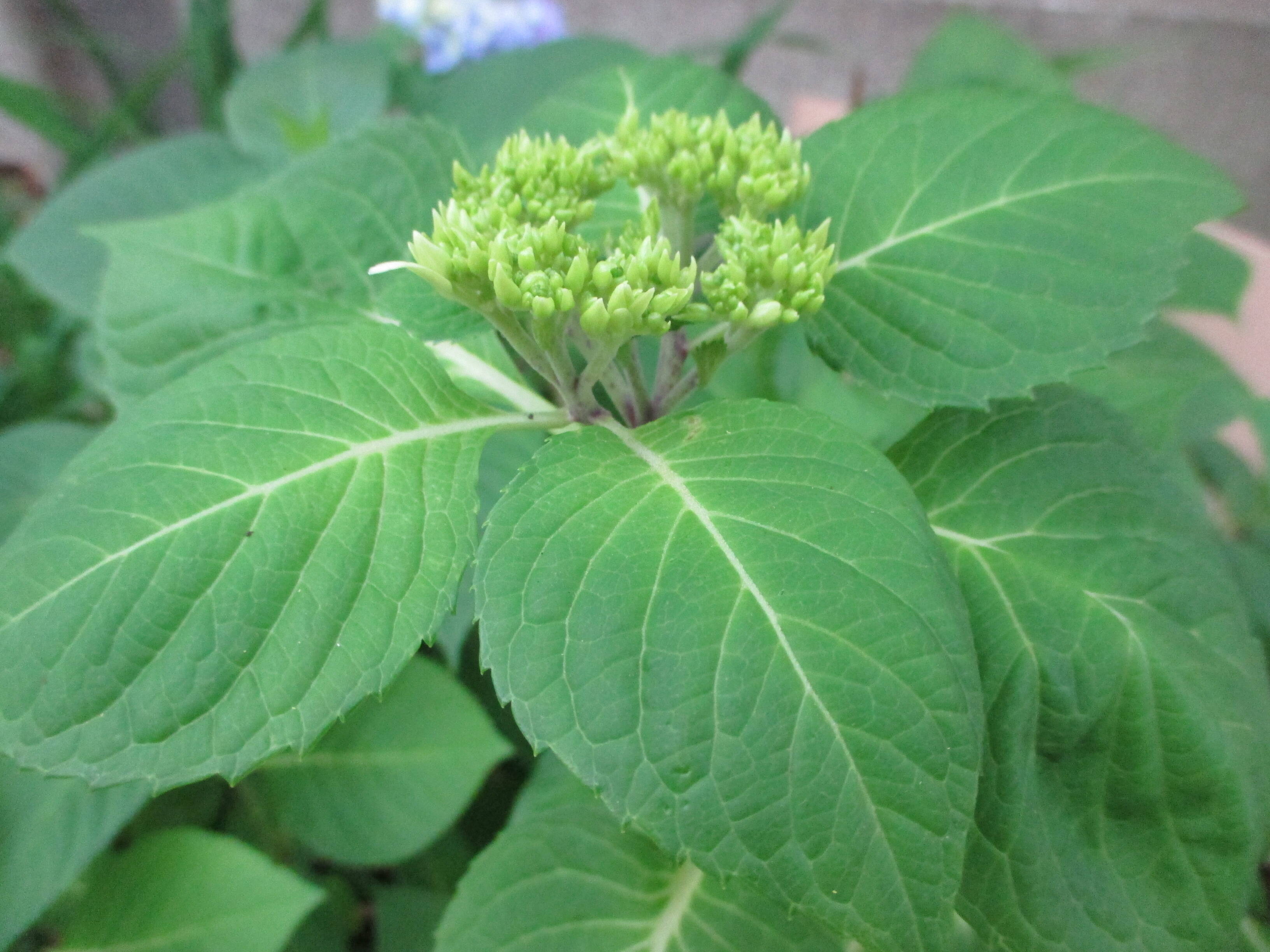 0505 234アジサイ　花芽.JPG