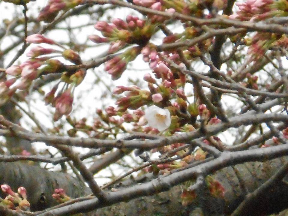 ②港の見える丘公園桜咲き始めました1.jpg