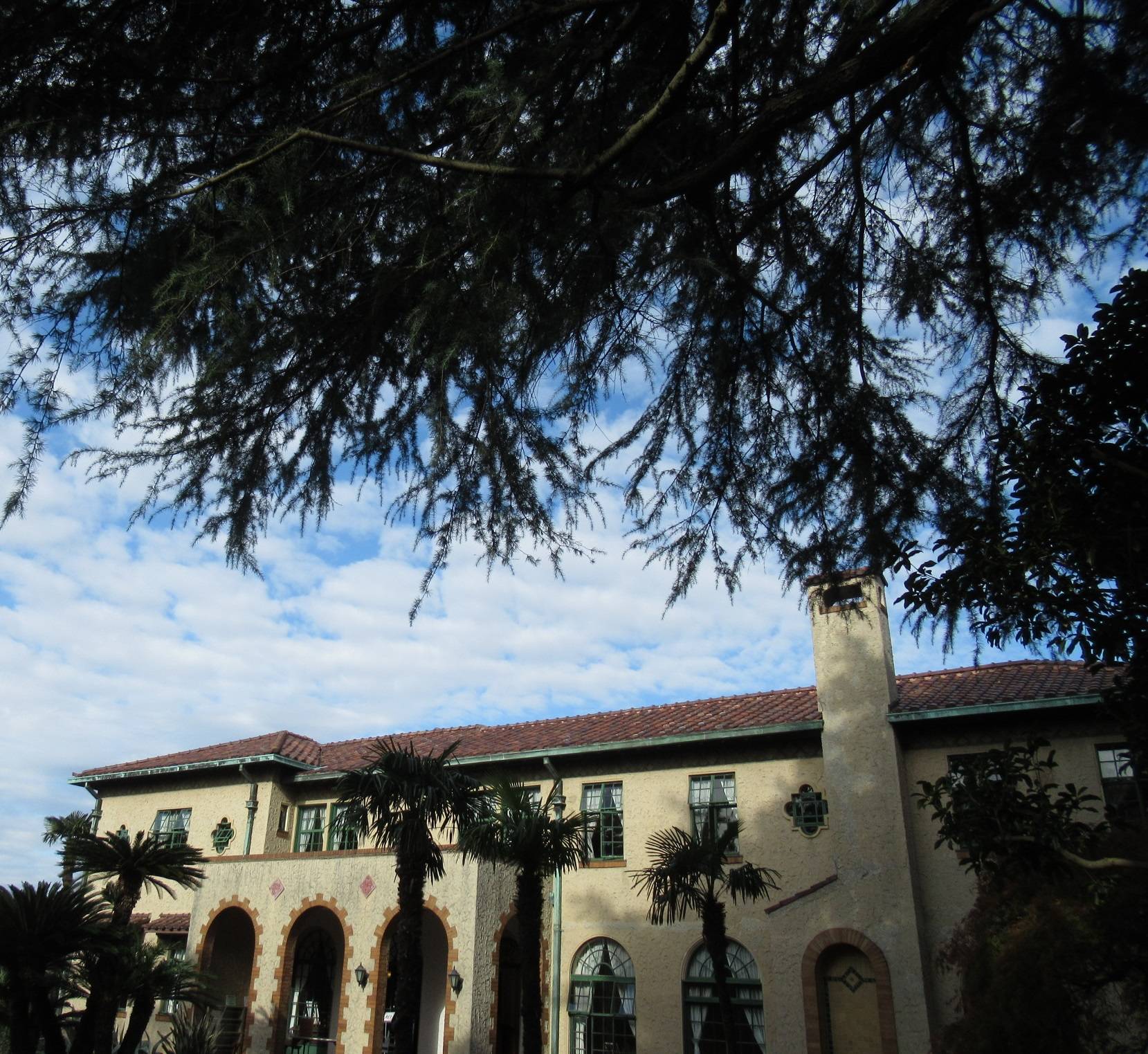 1204ヒマラヤスギ (1).JPG