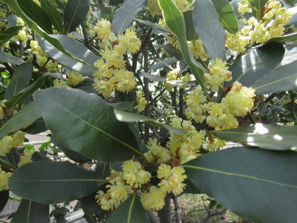 0404 ナツミカン.JPG