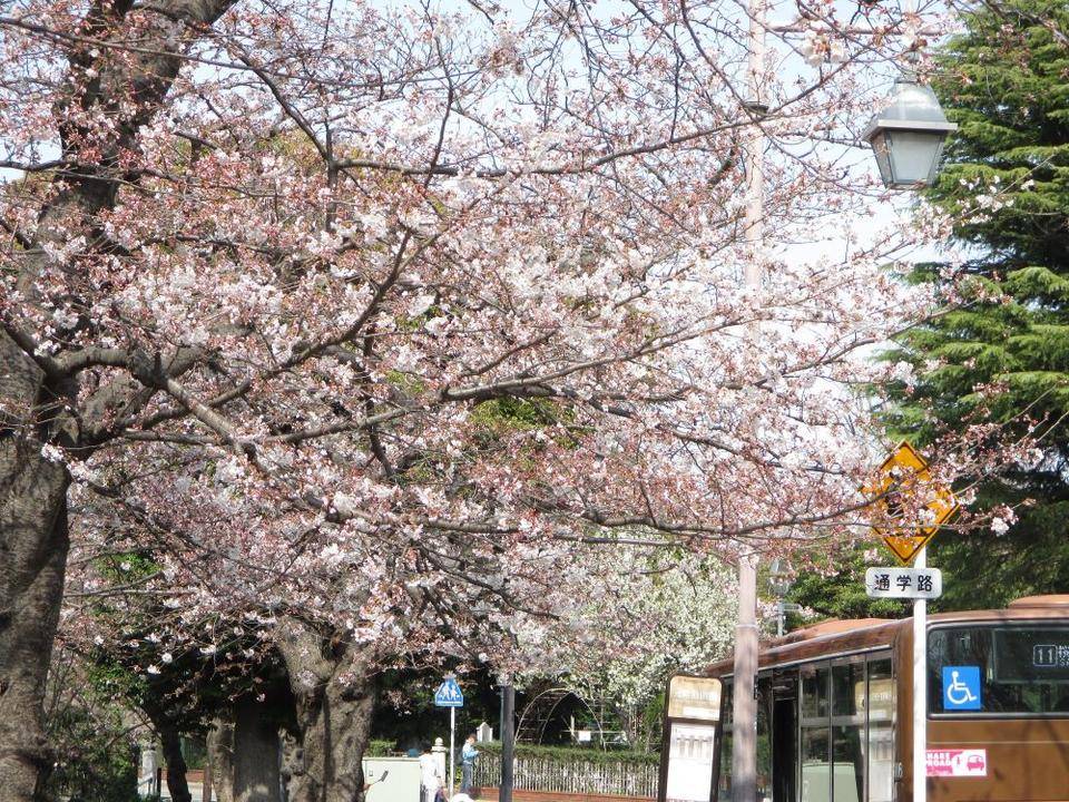 ①234番館 元町公園の桜.jpg