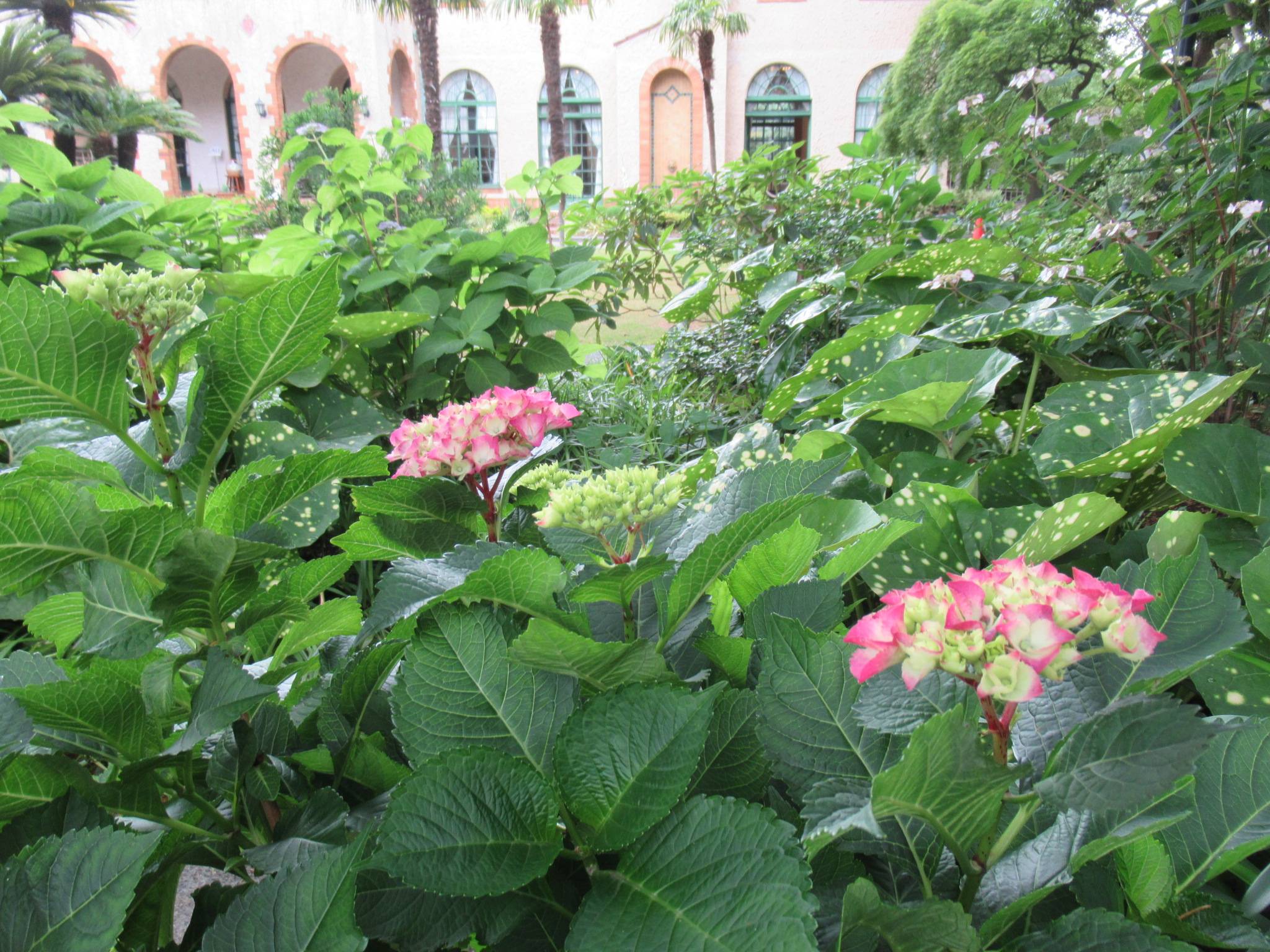 0522【ベーリック】 アジサイ (1).JPG