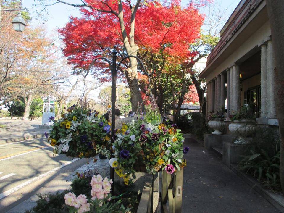 山手234番館 玄関口からの紅葉　IMG_8955.JPG