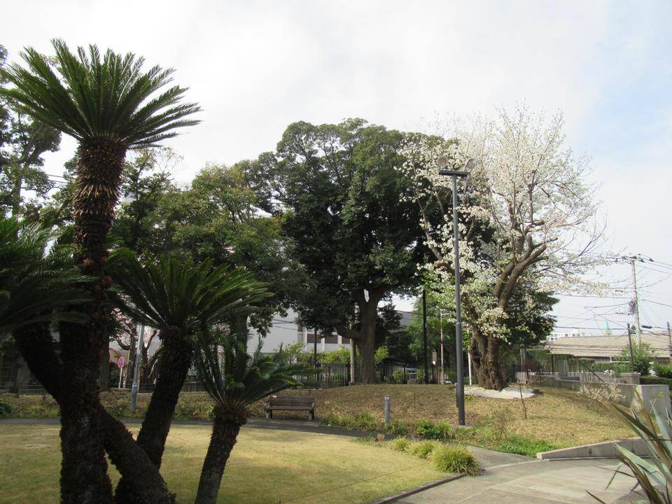 0331 オオシマザクラ 玄関ポーチから.JPG