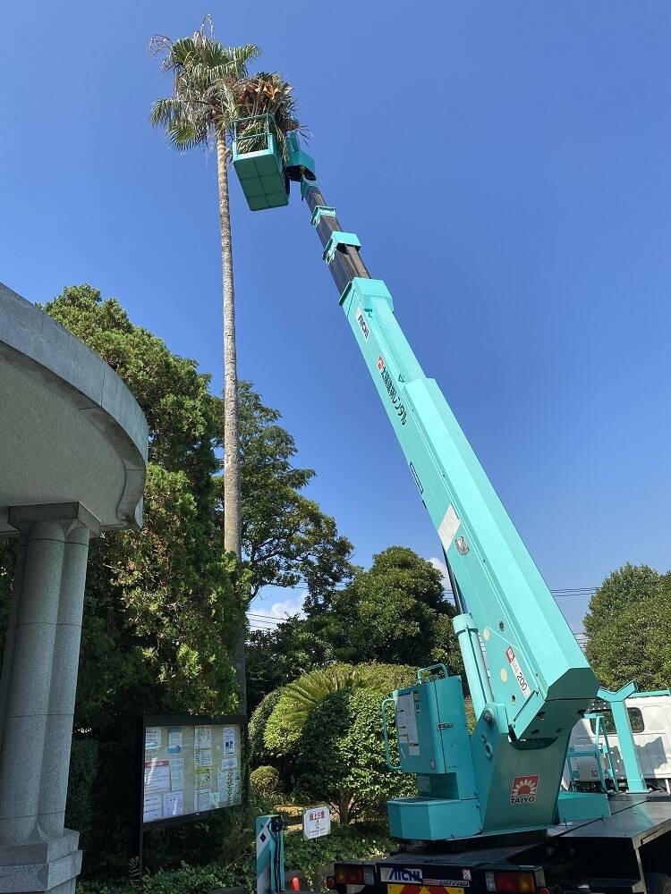 ワシントンヤシの剪定イギリス館R2-8-26 (19).JPG