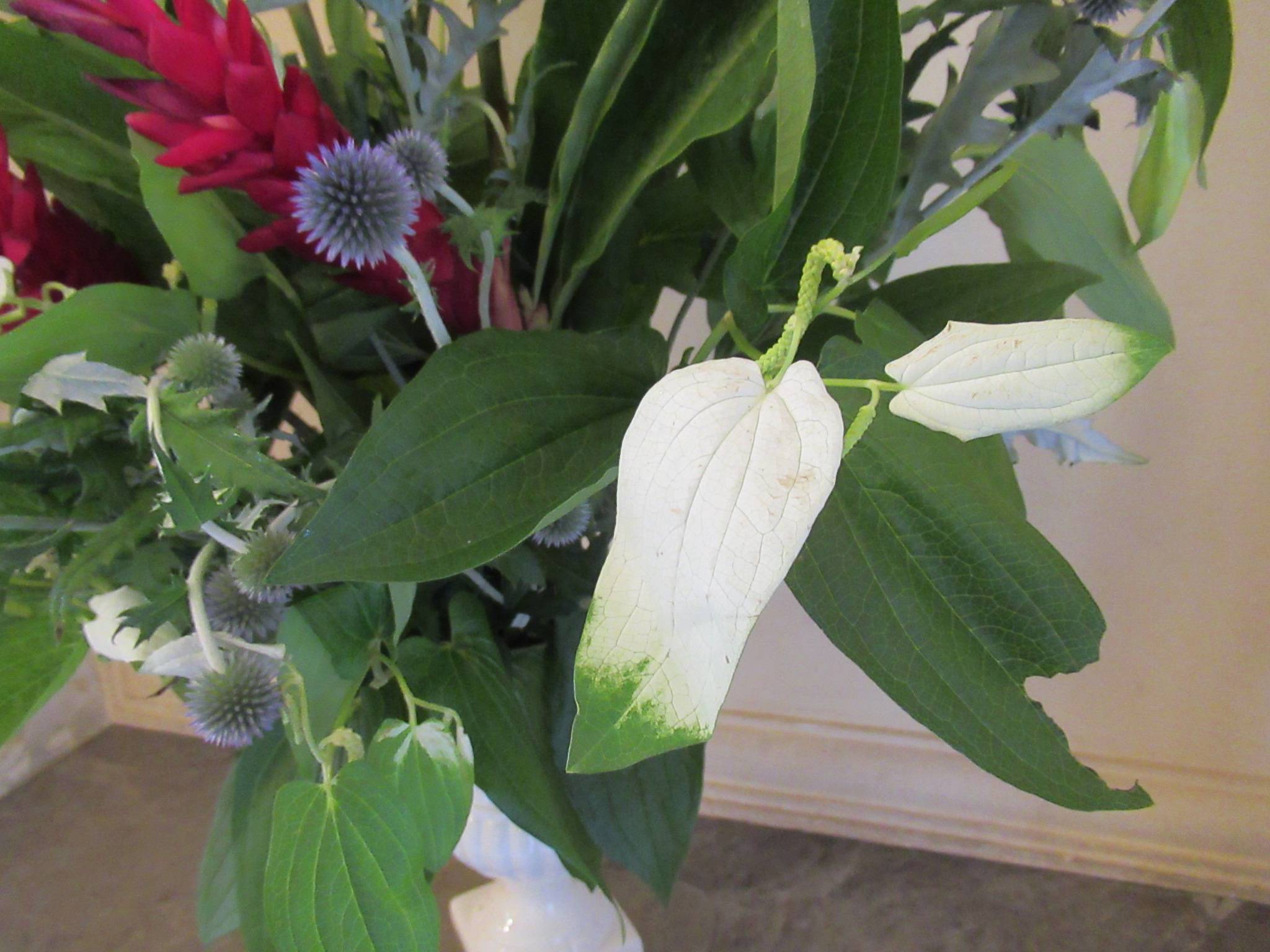 0612【ベーリック】 半夏生（はんげしょう）.JPG