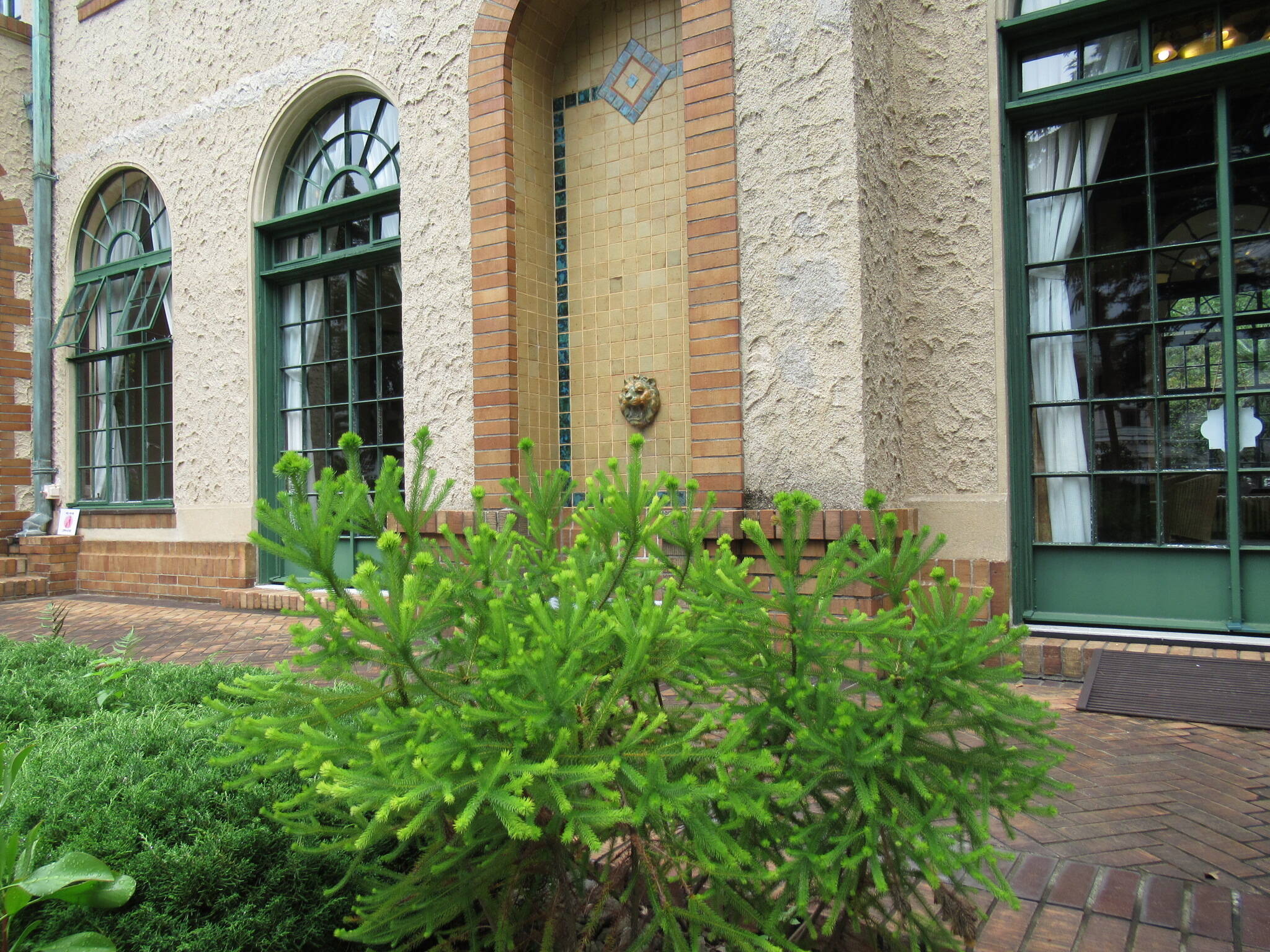 0623 バーゼリア・ラヌギノーサ.JPG