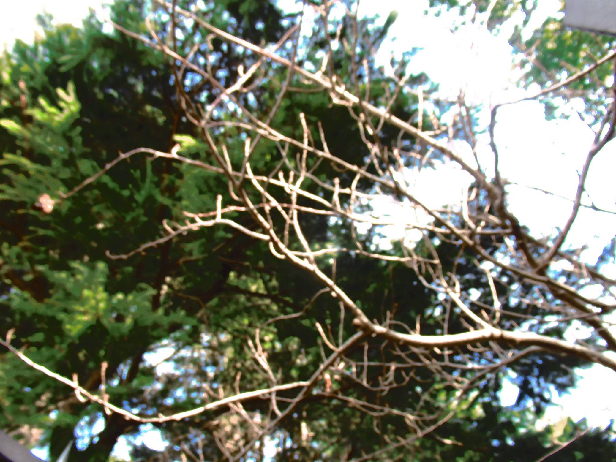 0301【ベーリック・ホール】 正門の八重桜.JPG