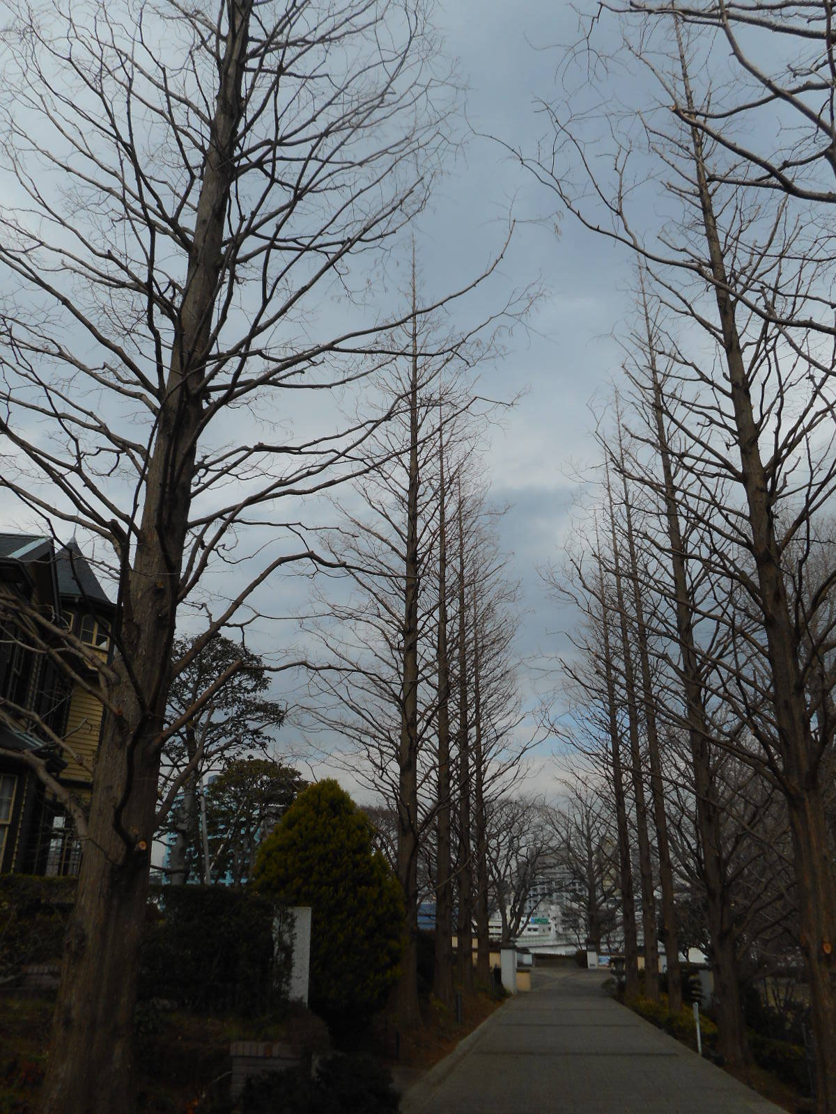 ヒマラヤ杉H31.1.20 (5).JPG