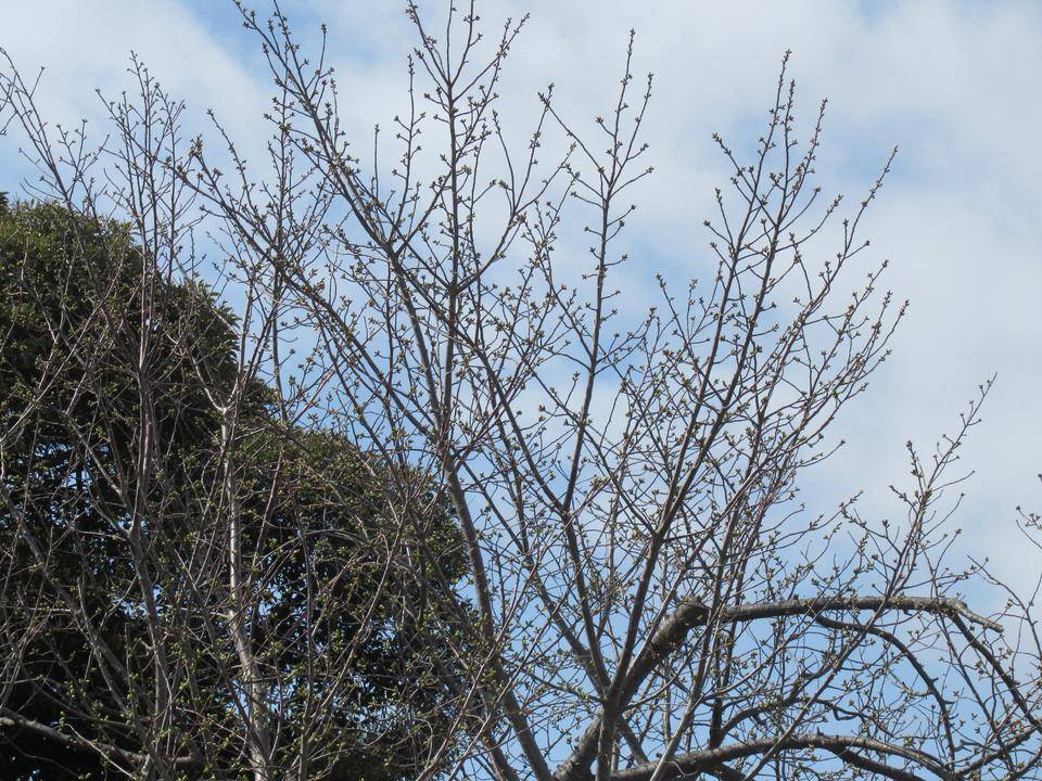 0320 オオシマザクラ.JPG