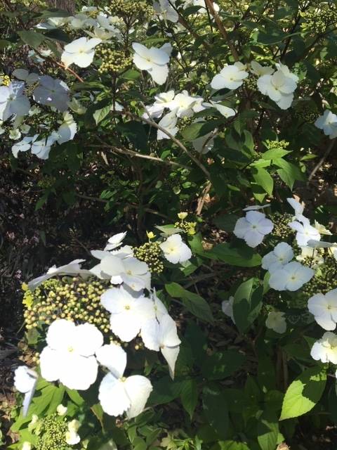 0416前庭のお花 (7).JPG