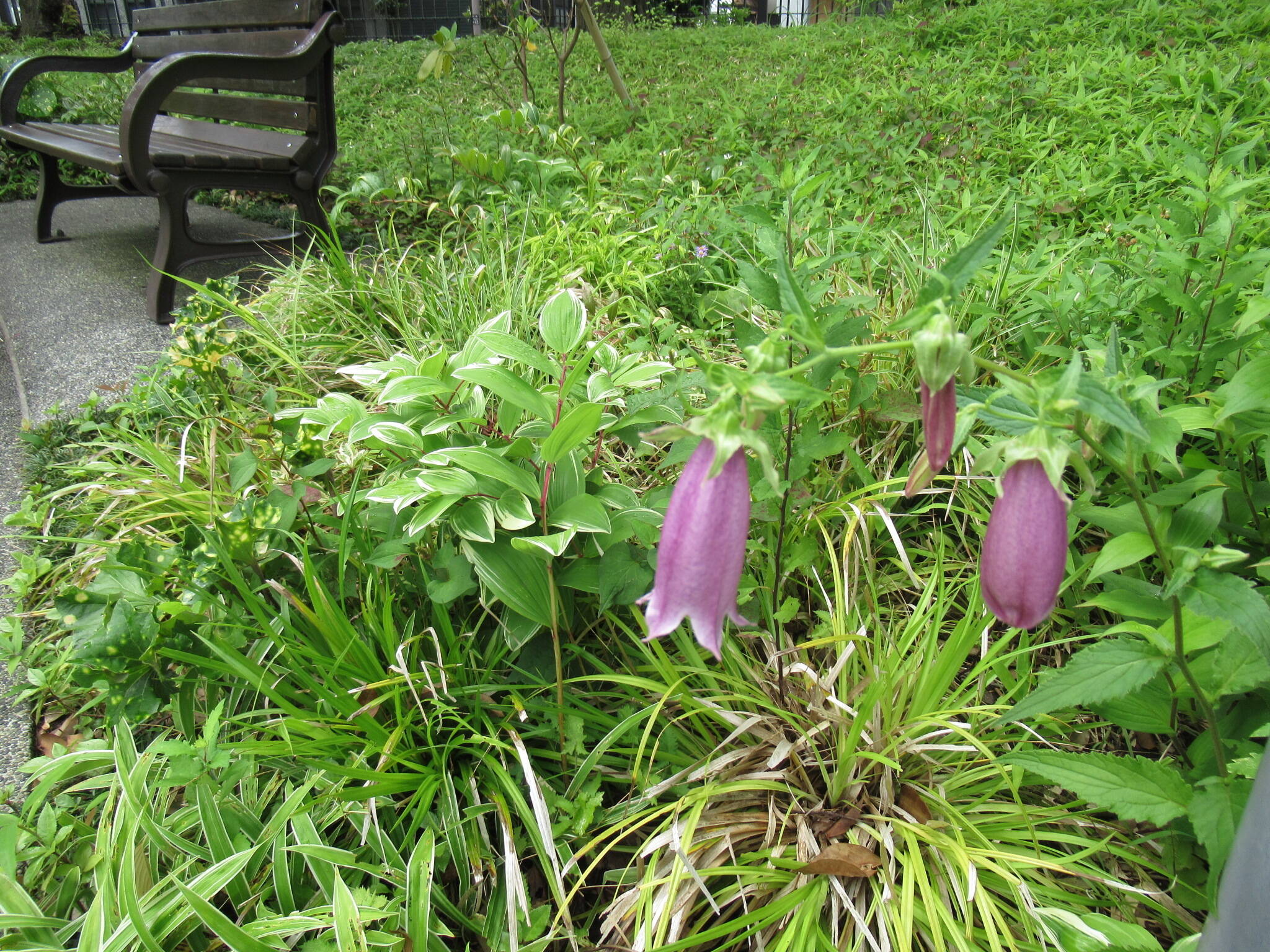 0623 ホタルブクロ.JPG