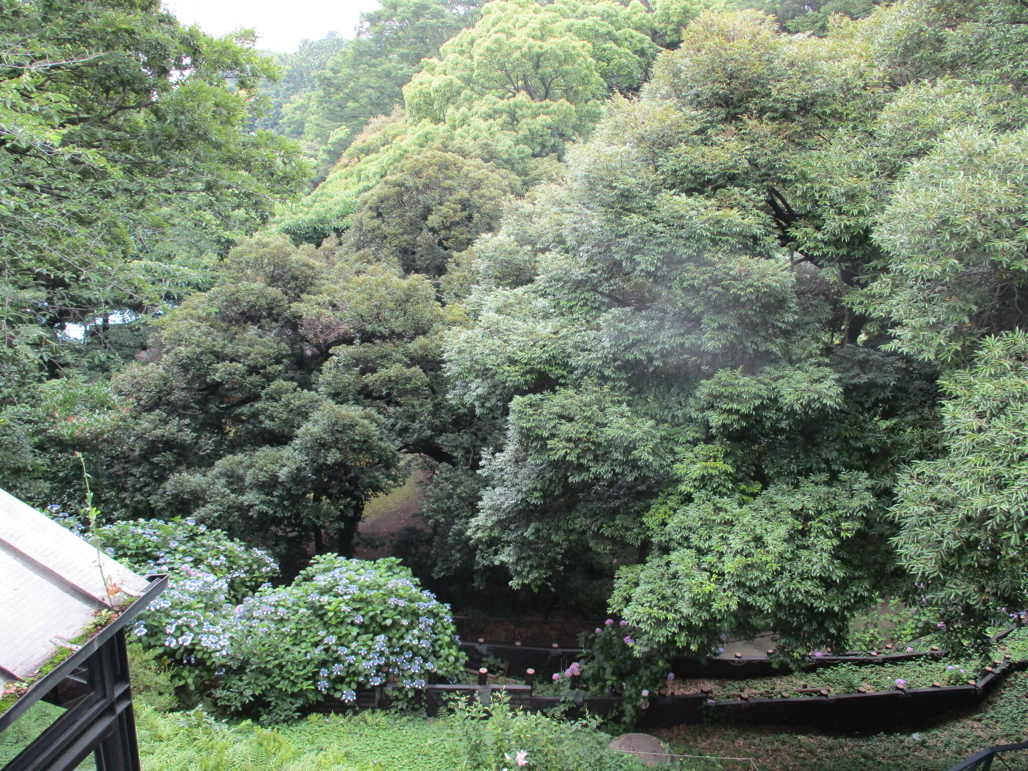 0621元町公園あじさい (1).JPG