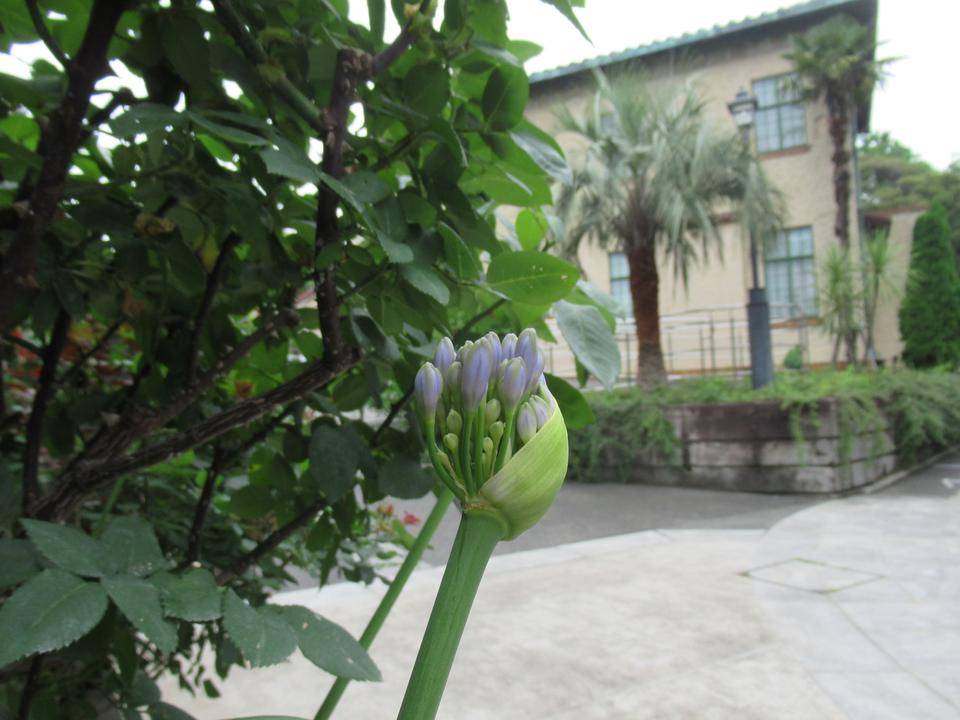 0617【ベーリック・ホール】アガパンサス (1).JPG