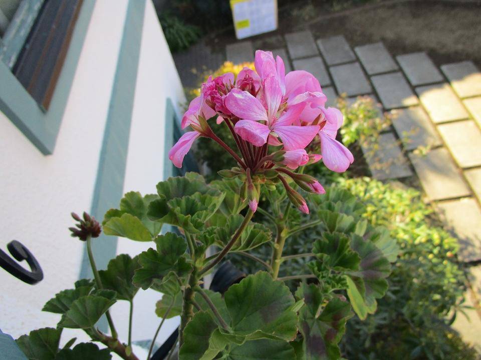 ゼラニウム③.JPG