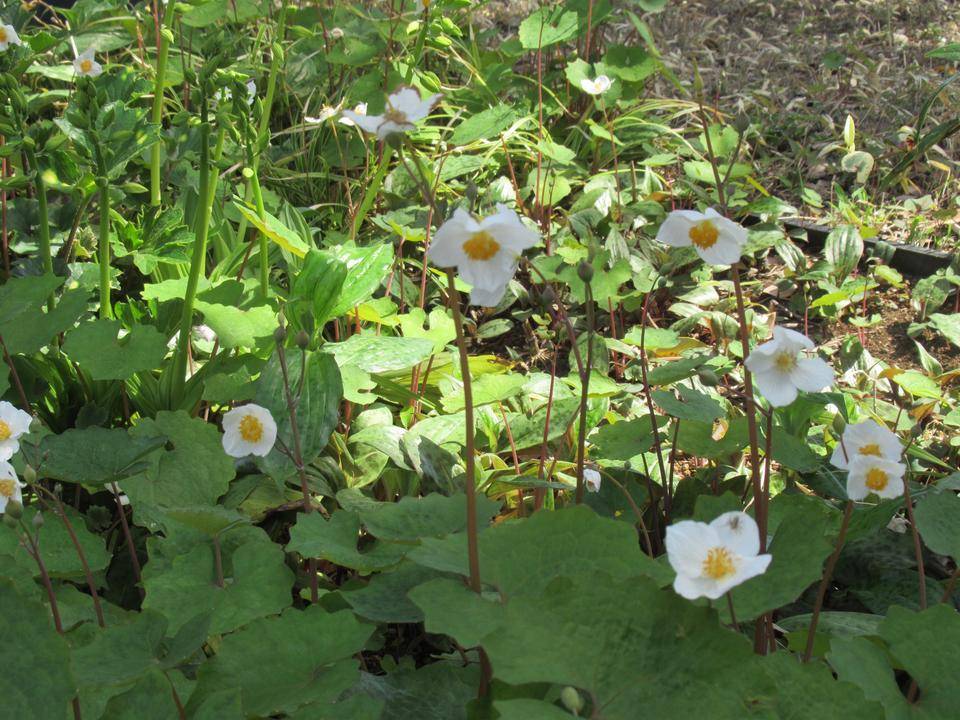 0411 シラユキゲシ.JPG