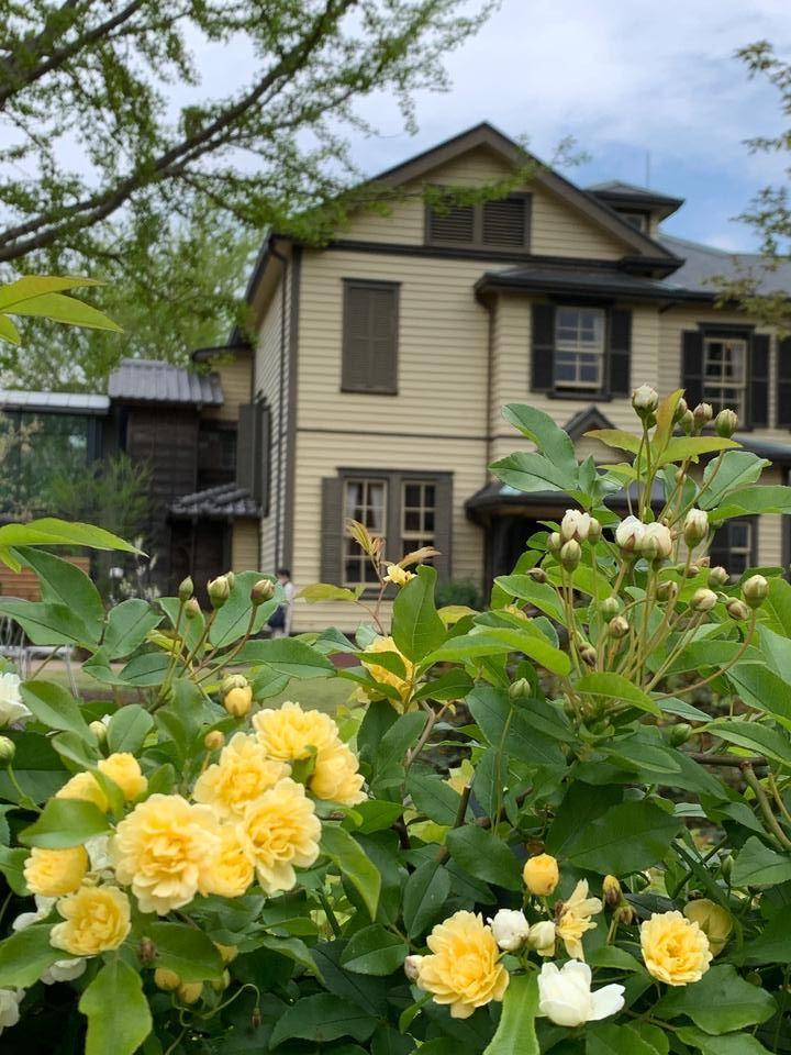 0417外交官もっこうばら (1).jpg