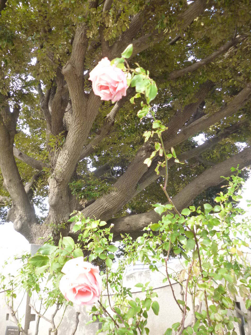 0117ブライダルピンク (2).JPG