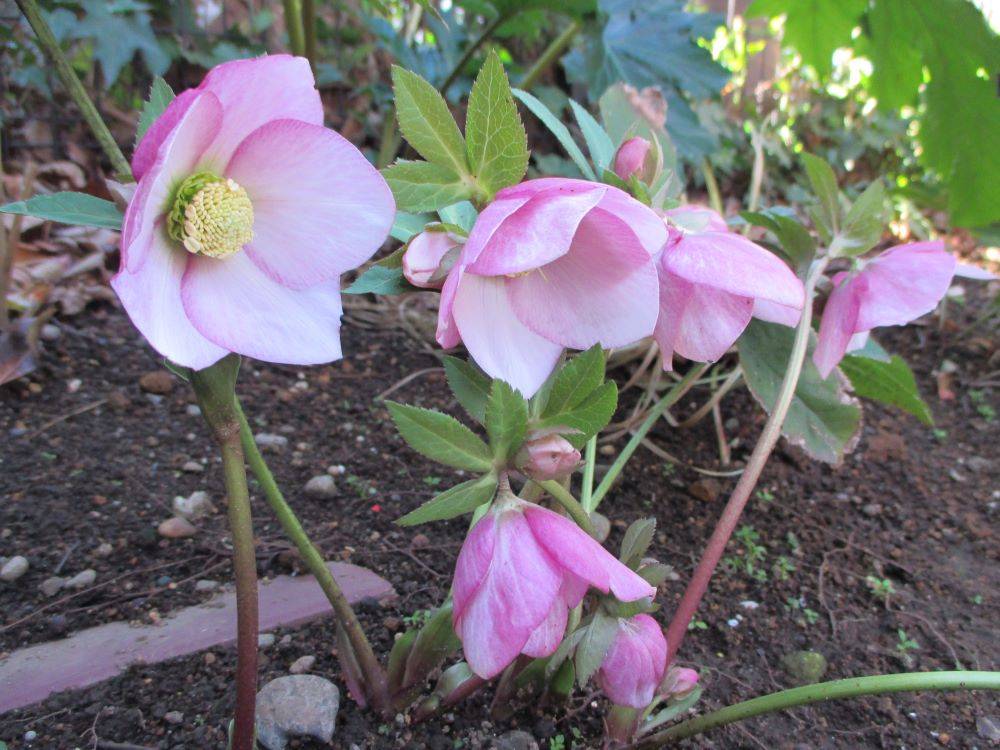 ①2月ブログ　クリスマスローズピンク.JPG