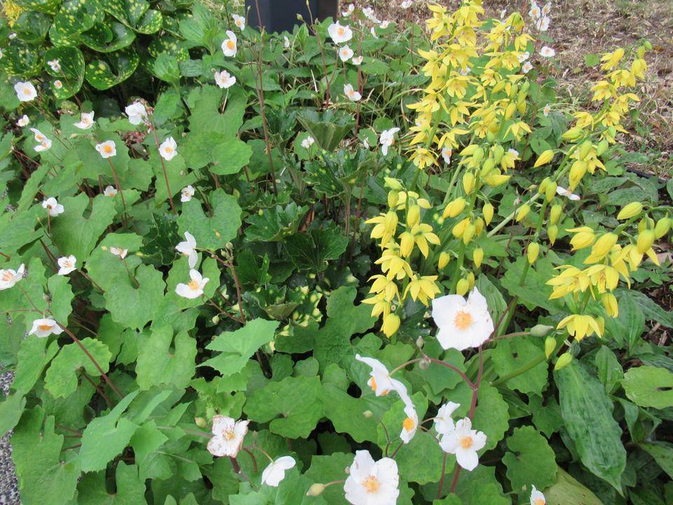 0418【ベーリック】 シラユキゲシ＆キエビネ.JPG