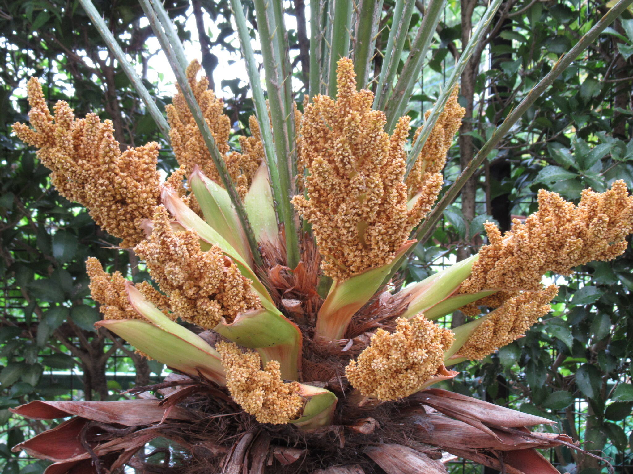 0518 裏庭のシュロの花 (2).JPG