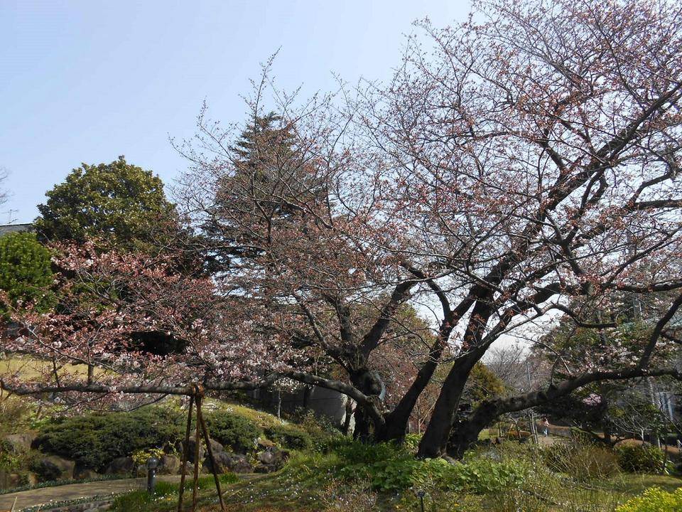①山手111番館からみた桜3.jpg