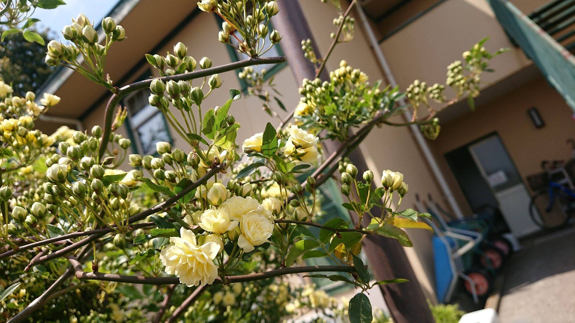 0410_234ハンギングバスケット (3).JPG