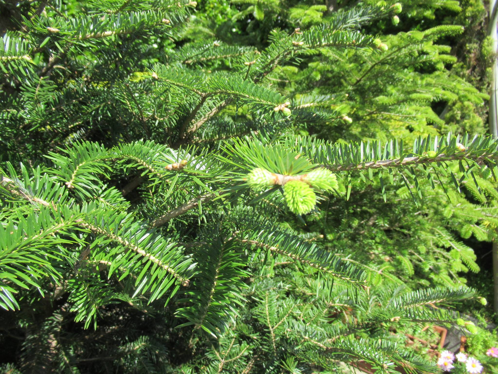 0424 モミノキ (2).JPG