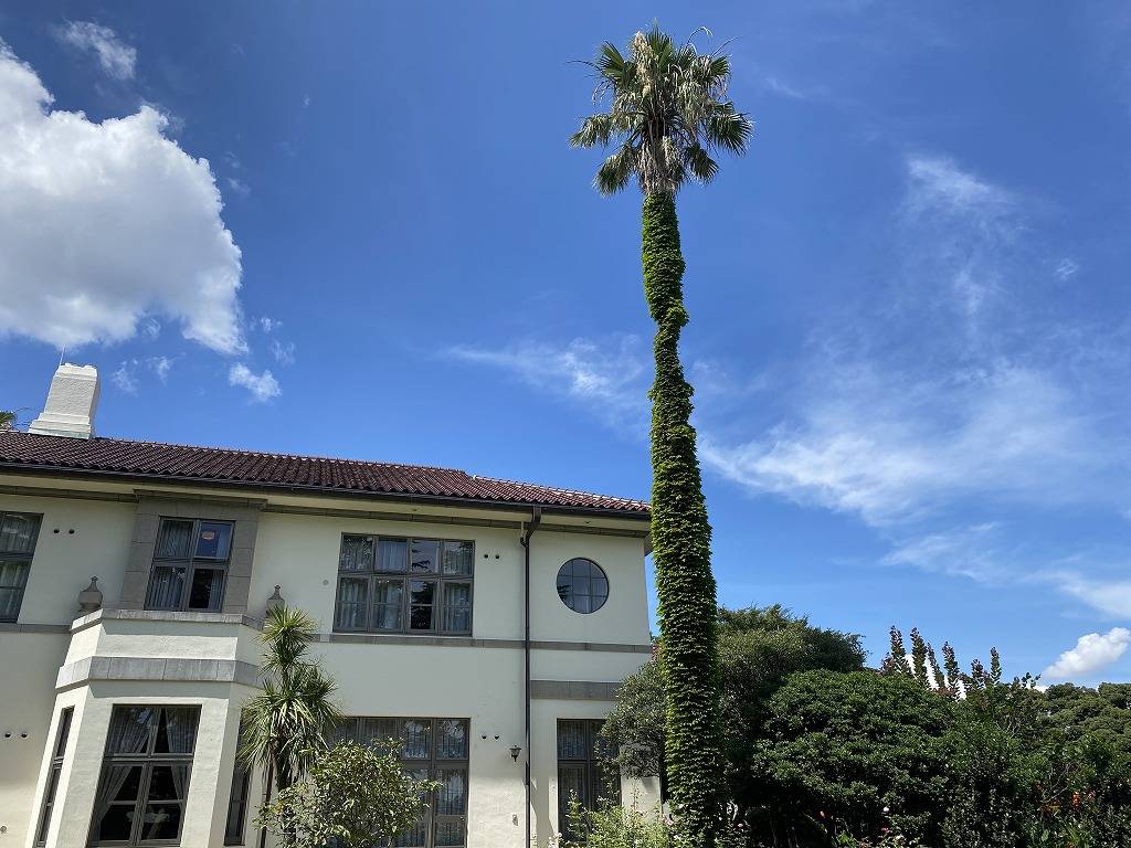 R3-7-16ワシントンヤシの花イギリス館 (3).jpg