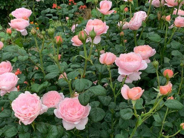 0515山手イタリア山手庭園のバラ (1).jpg