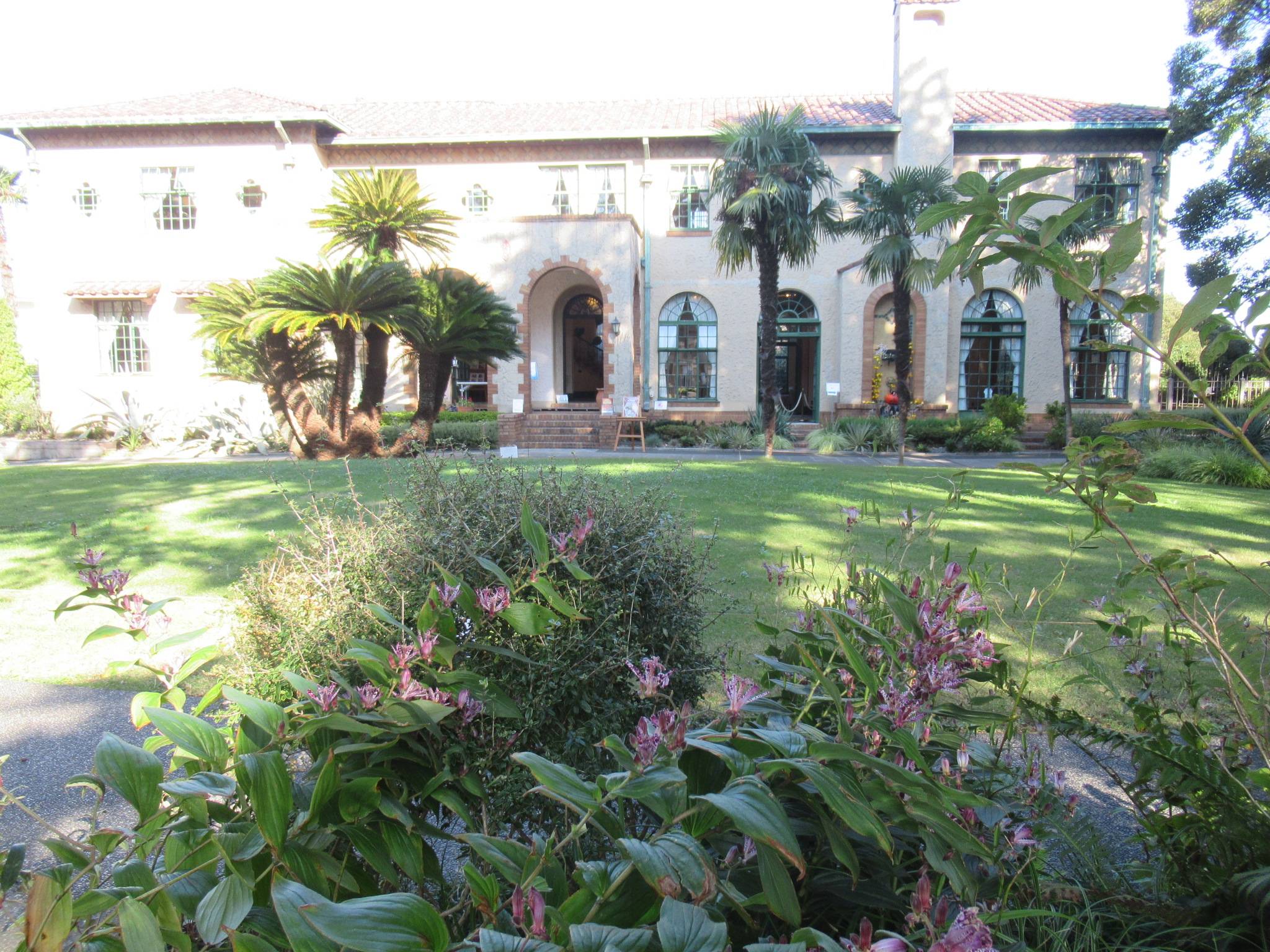 1030 ホトトギス.JPG